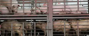 Camión con cerdos se vuelca y personas aprovechan para llevárselos en Argentina