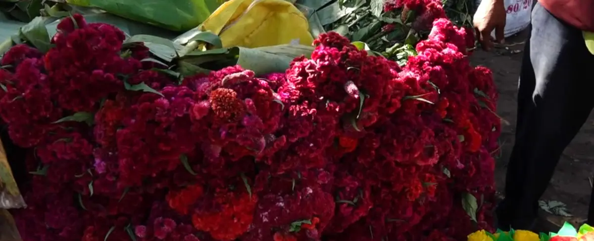 Productores de Masaya inician corte de flores para ofrecer el Día de los Difuntos