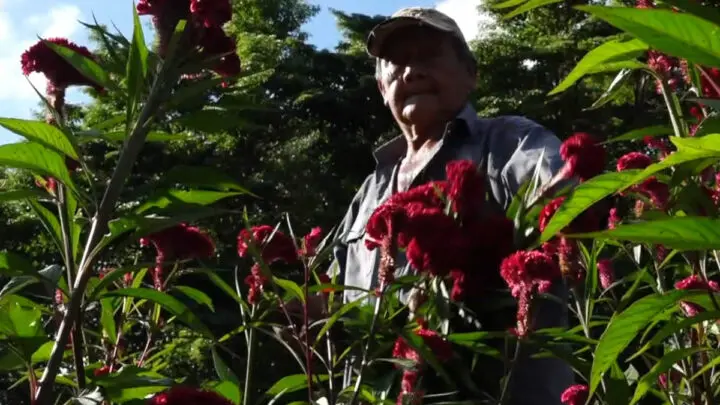 Floricultor Pedro Chamarro de Masaya.