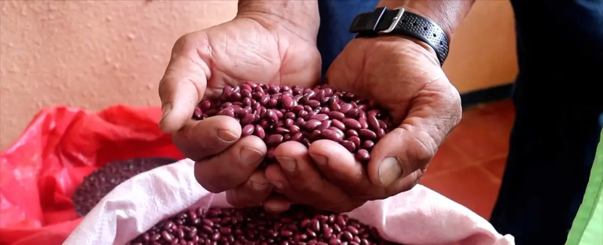 INTA entrega 1 mil 400 semillas de frijol a productores de Chinandega