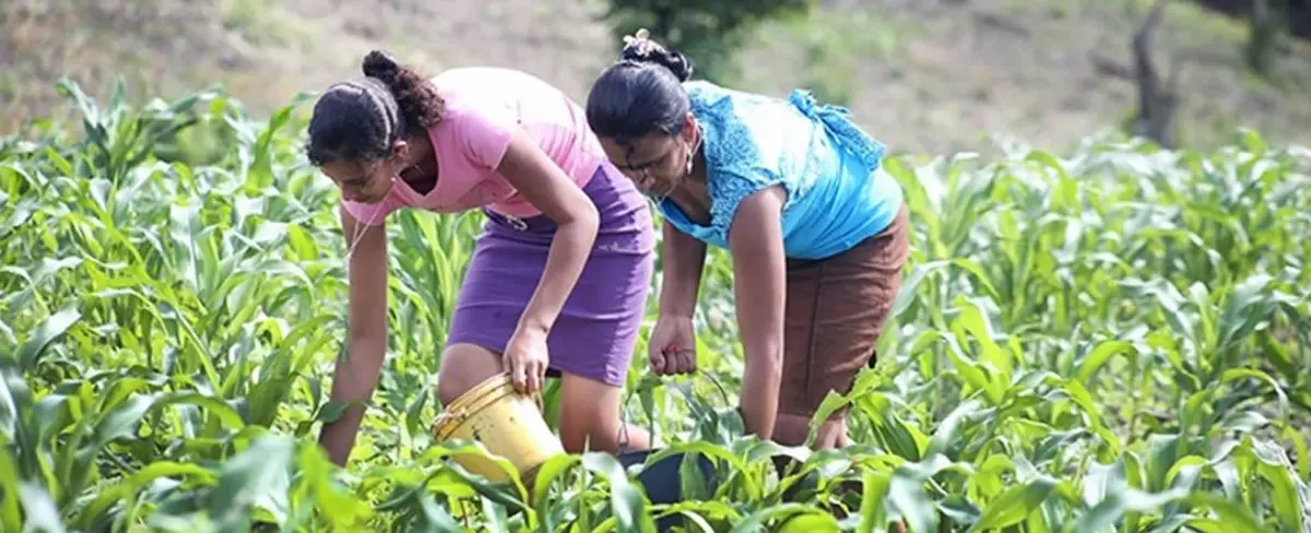 Más de 59 mil bonos serán entregados a productores afectados por huracanes
