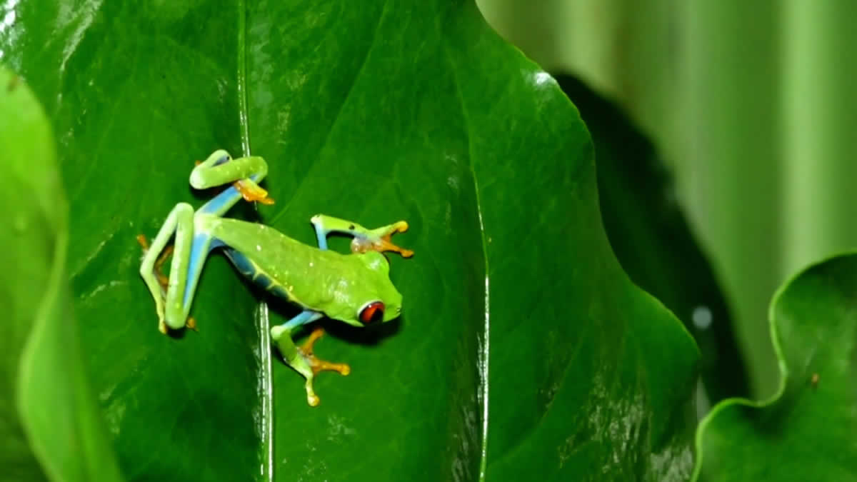 Rana exótico en Campestre Bonanza, Nicaragua.