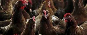 Francia ejecuta sacrificio de aves para contener brotes de gripe aviar