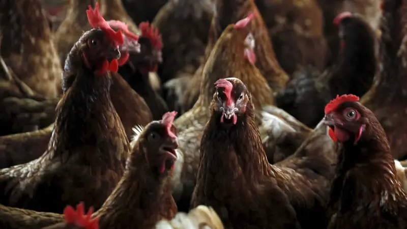 Aves en corral.