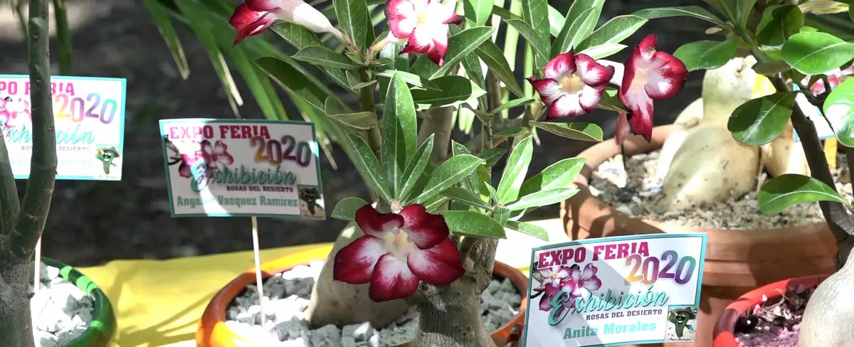 Primera Expoferia de "Rosa del Desierto" en el Arboretum Nacional