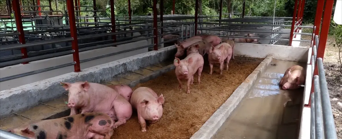 Mejoramiento del ato porcino en Estelí garantiza seguridad alimentaria
