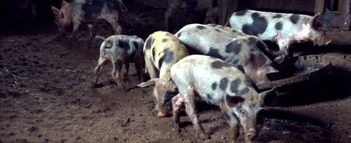 Programa de Inseminación Artificial rinde frutos en Nueva Guinea