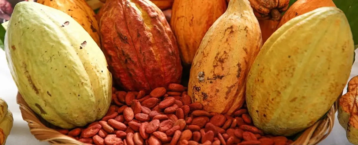 Estrategia proyecta a productores de cacao nicaragüense hacia Francia
