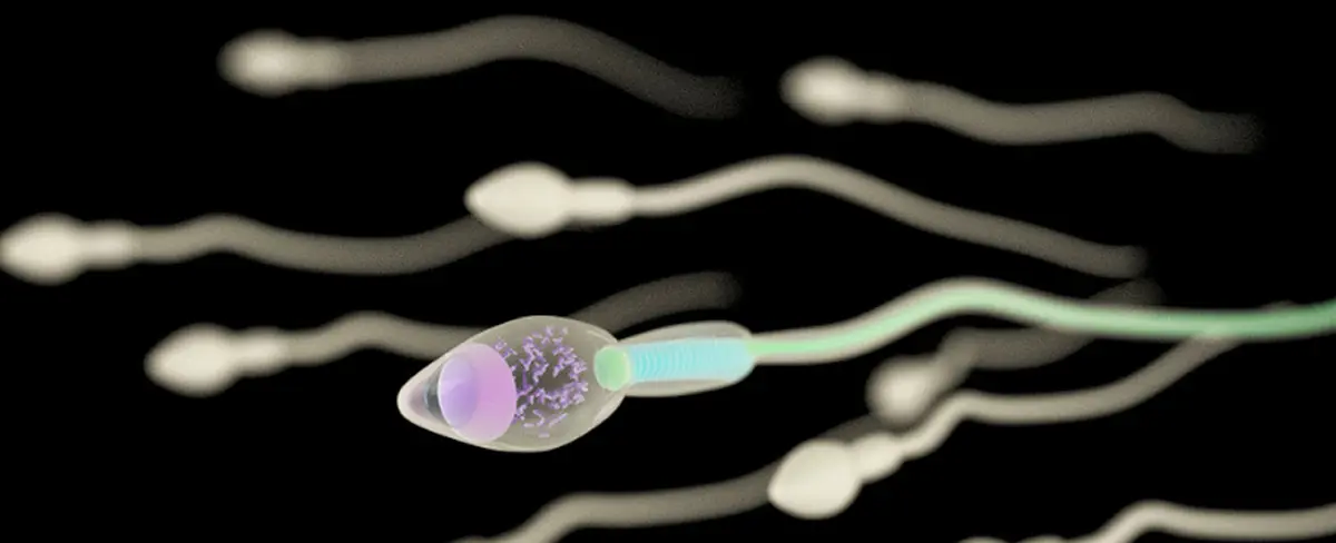 Estudios revelan que la COVID puede reducir la fertilidad masculina