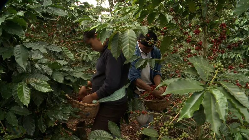 Nicaragua reporta excelente proyección del café en área productiva y de exportación Nicaragua reporta excelente proyección del café en área productiva y de exportación