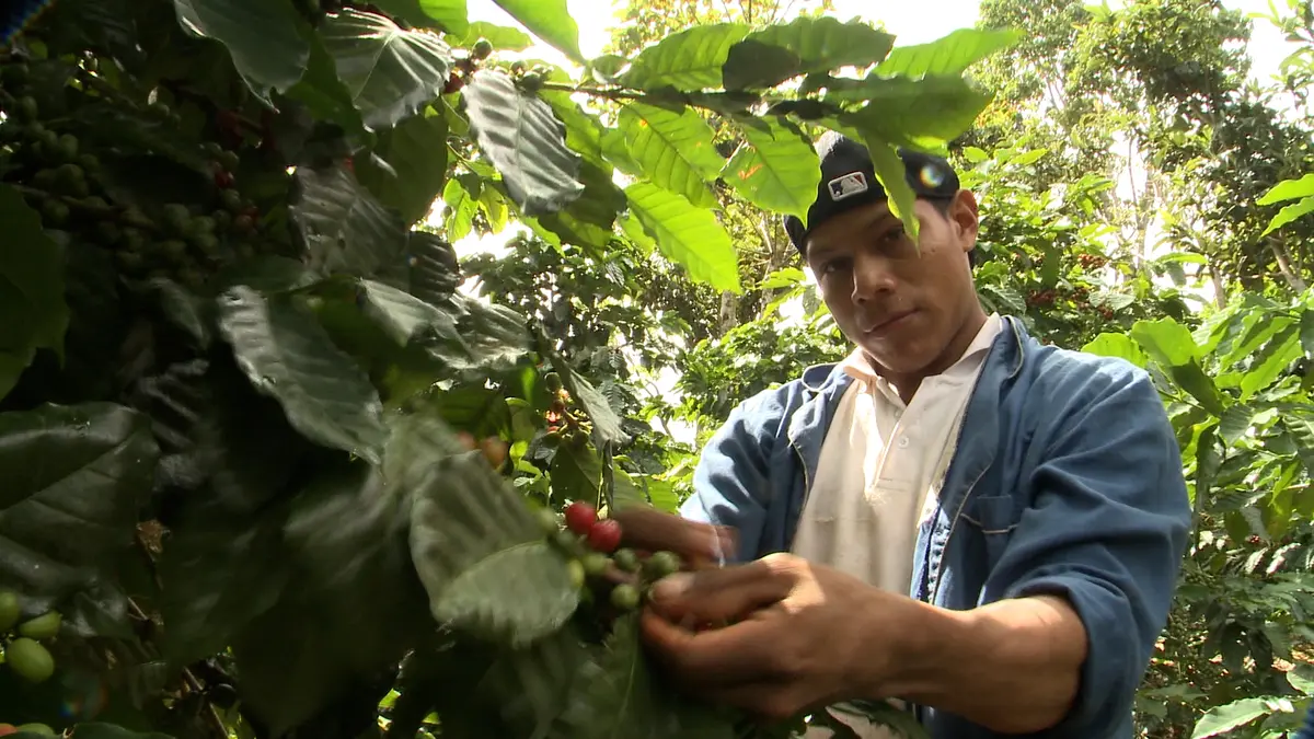 Nicaragua reporta excelente proyección del café en área productiva y de exportación