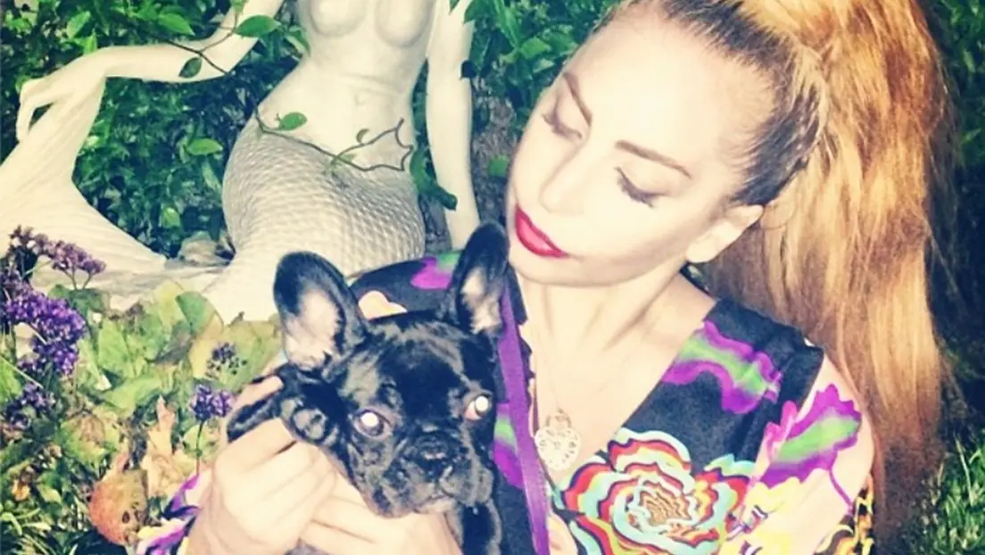 Así sucedió el violento secuestro a los perros de la cantante Lady Gaga