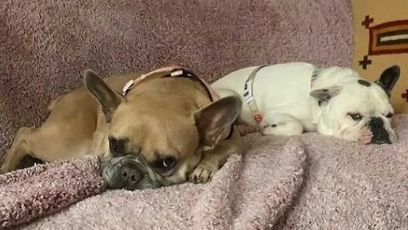 ¡Lo último! Lady Gaga recupera a sus mascotas Koji y Gustav