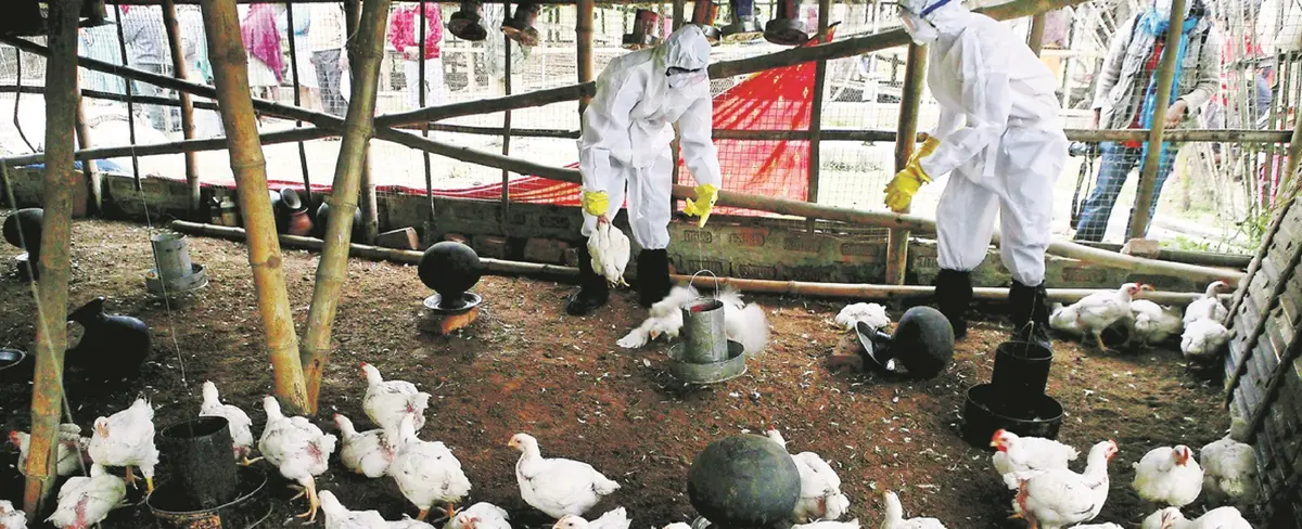 Reportan primeros contagios de humanos con gripe aviar H5N8 en Rusia