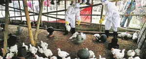 Reportan primeros contagios de humanos con gripe aviar H5N8 en Rusia