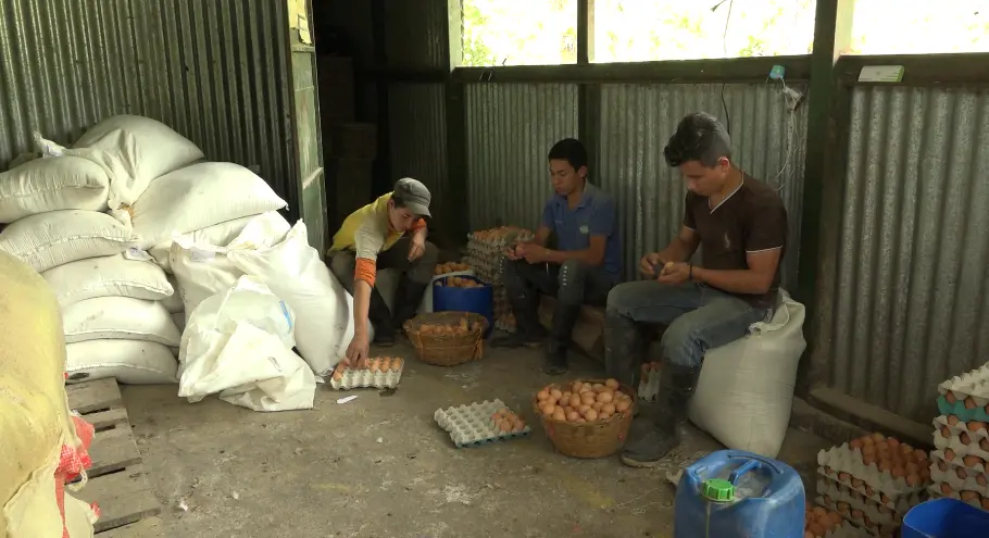 Nicaragua reporta incremento en la producción de carne de pollo y huevo