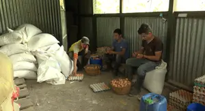 Nicaragua reporta incremento en la producción de carne de pollo y huevo