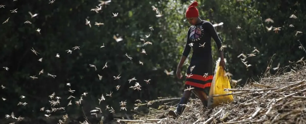 Plaga de langosta podría disminuir ante escasez de lluvias en África