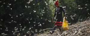 Plaga de langosta podría disminuir ante escasez de lluvias en África