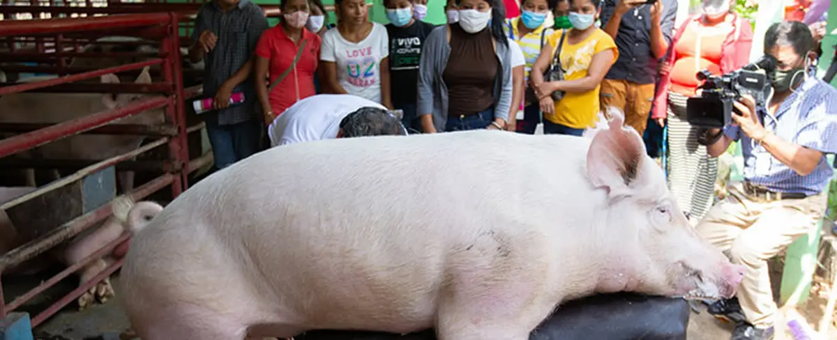 Inatec realizó Curso de Inseminación de Porcinos en Ticuantepe