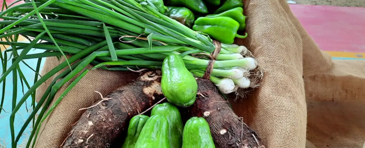 Alcaldía define políticas de investigación en fincas productivas de Ocotal