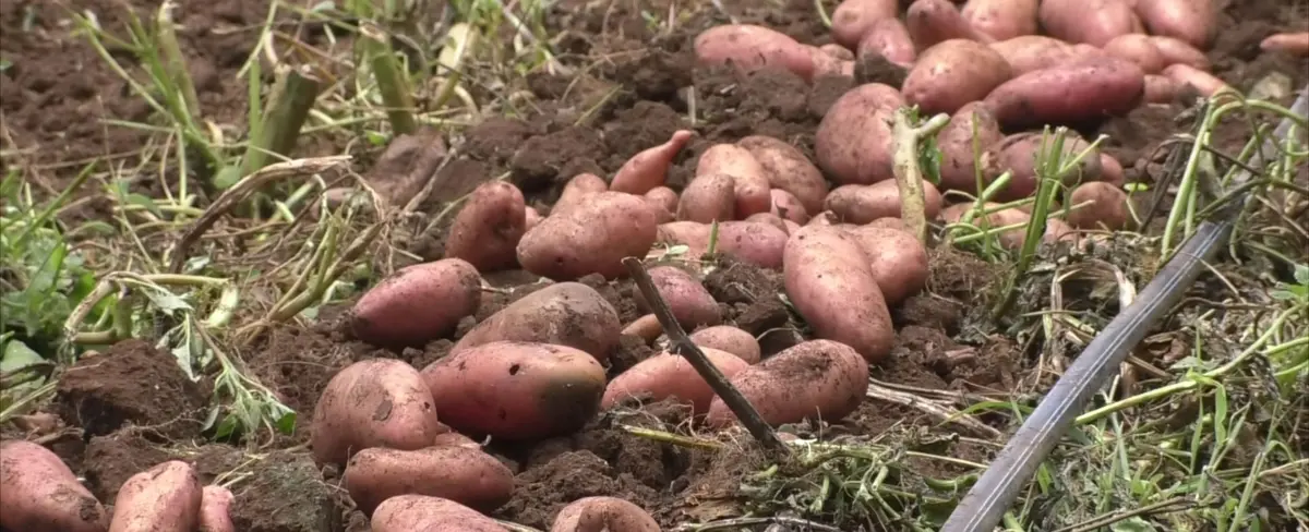 Plántulas cultivadas en Estelí permiten suplir déficit de papa nicaragüense