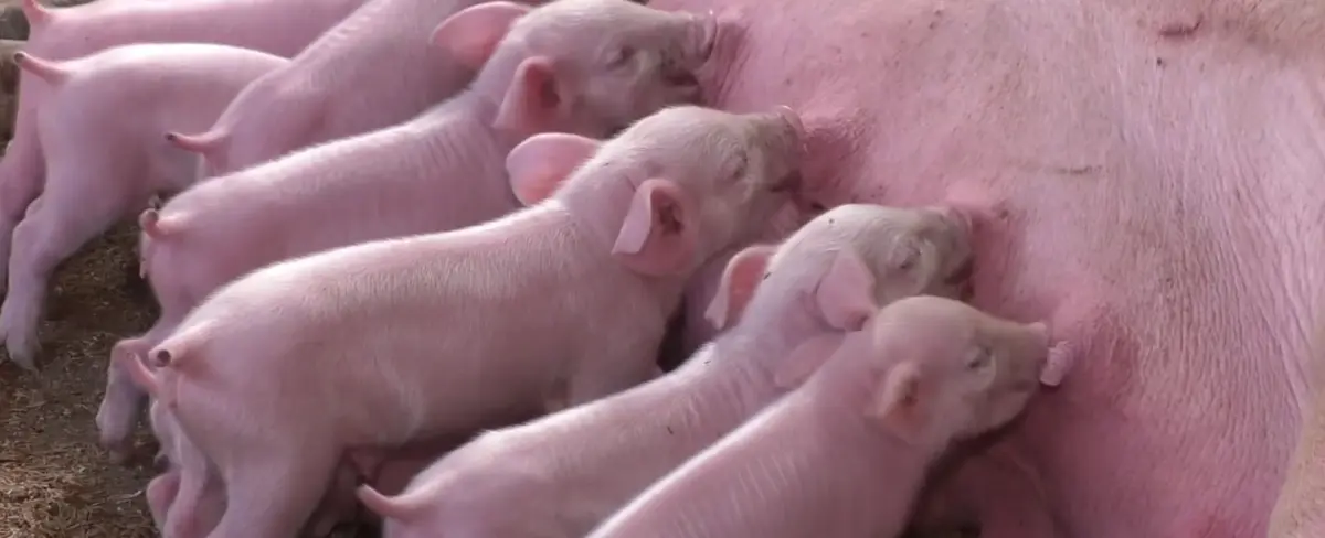 Estrategia de inseminación artificial fortalece hato porcino en Estelí