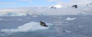 Masa de agua que rodea Antártida se convierte en el 5 océano de la Tierra