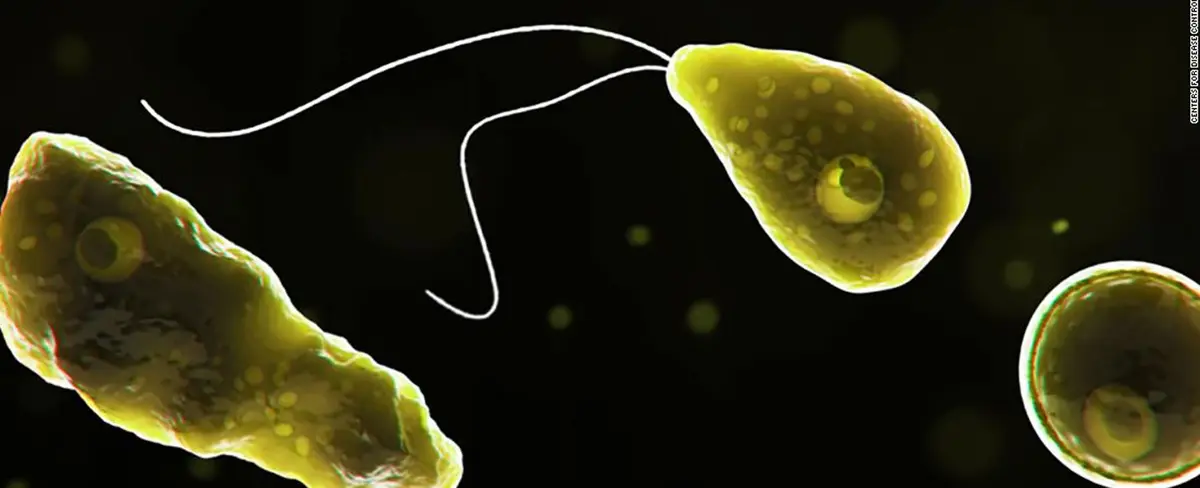 Cambio climático acelera la propagación de amebas “comecerebro”, advierten científicos