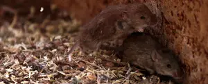 Australia vive la peor plaga de ratones en más de una década