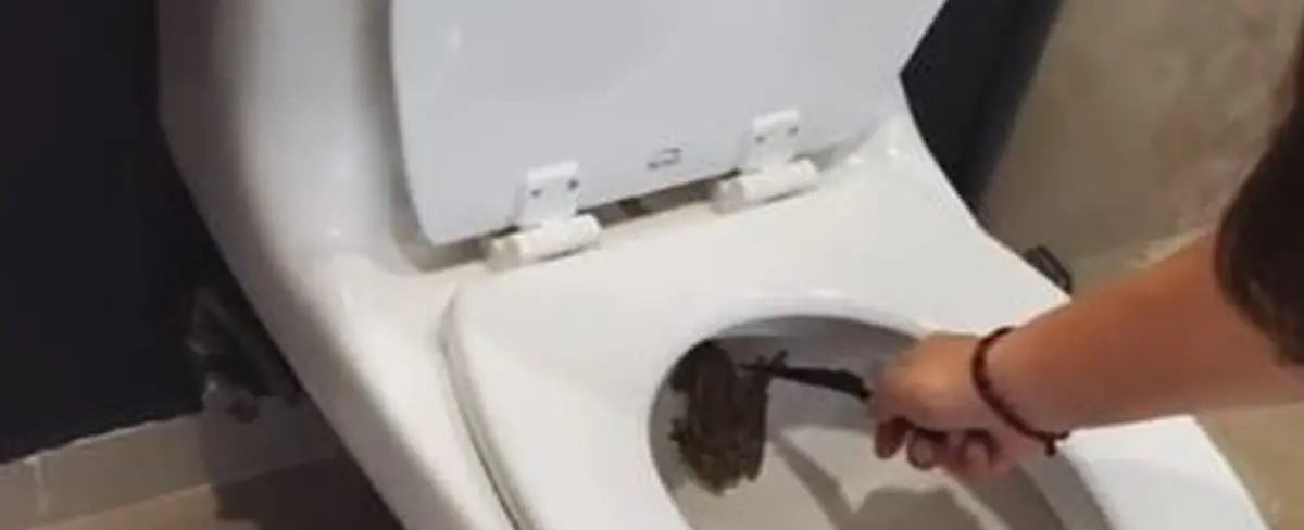 Divertida reacción de una mujer al encontrar un sapo en la taza del baño