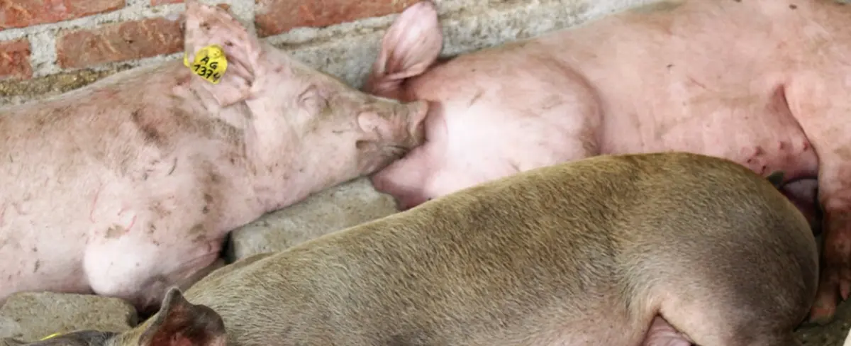 Nuevas cerdas elevarán niveles de producción