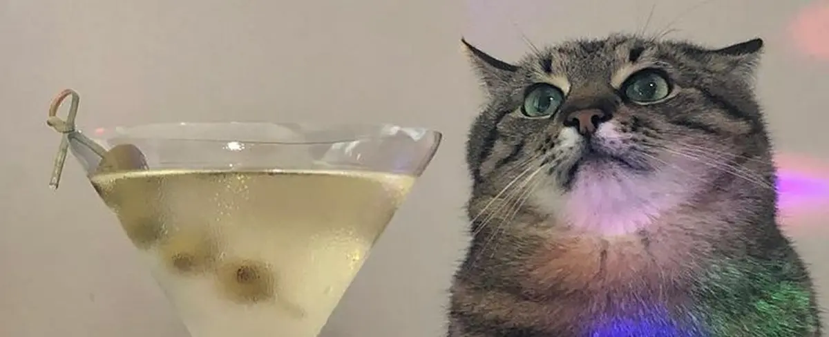 Gato que ha impresionado a internautas con su expresión triste en Tiktok