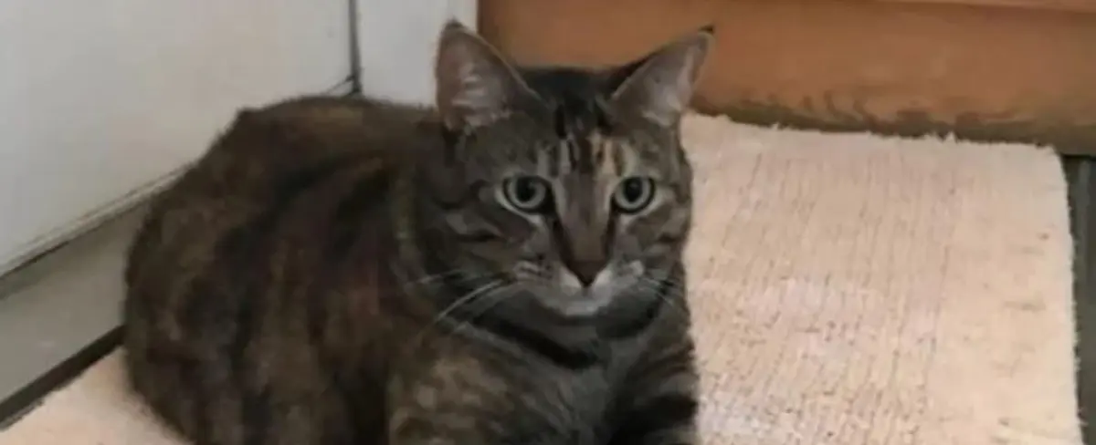 Países Bajos: un felino pasa días encerrado, sin comida y sobrevive al acto