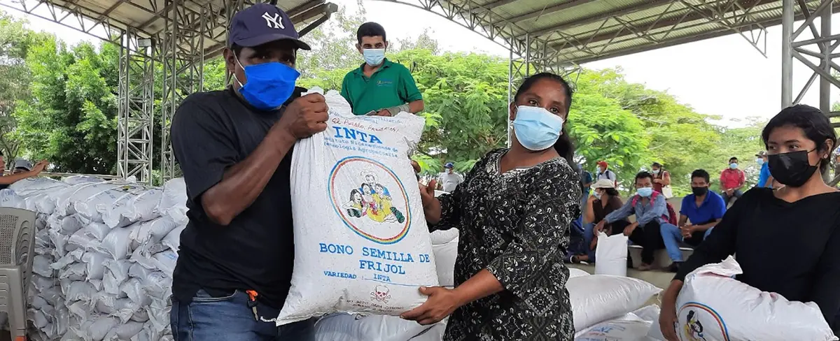 Bono de semilla de frijol para la siembra está en mano de los pequeños agricultores