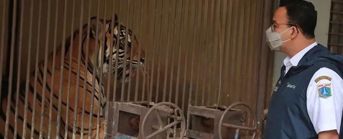 Dos tigres de Sumatra se recuperan de la Covid-19