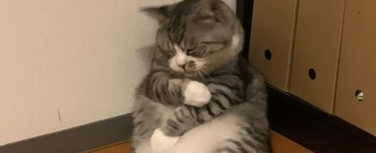 Fotografía de un gato dormido en una posición adorable se convierte en divertidos memes