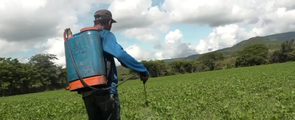 Productores estelianos esperanzados con la cosecha de postrera