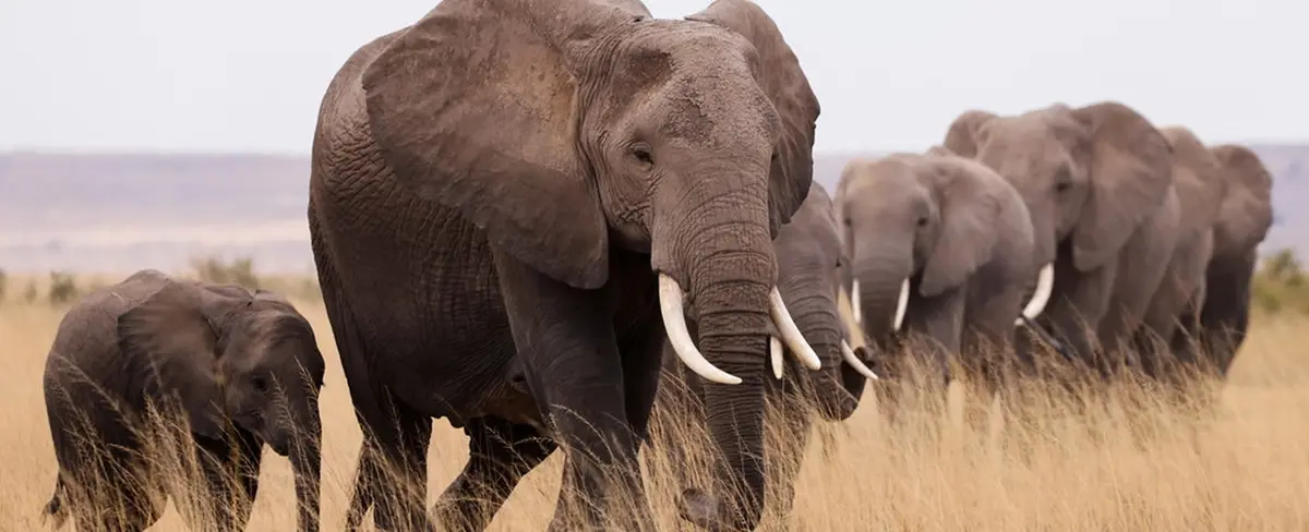 Un elefante pisotea hasta la muerte a un supuesto cazador