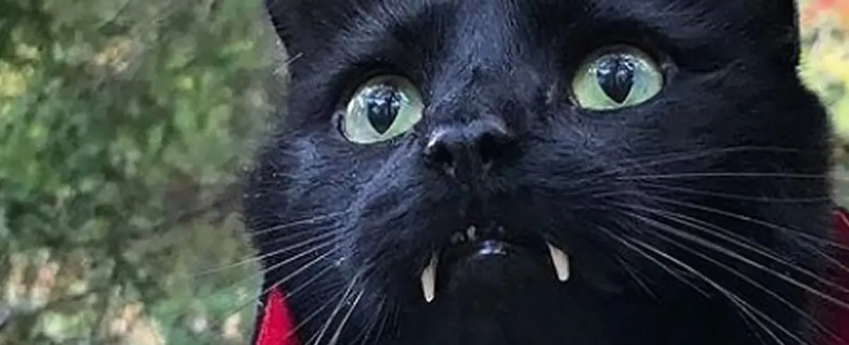 Instagram desea feliz halloween a sus usuarios con un "gato vampiro"