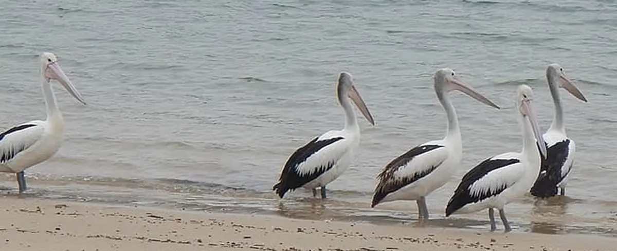 Un hombre se cubre con papas fritas para atraer una bandada de aves
