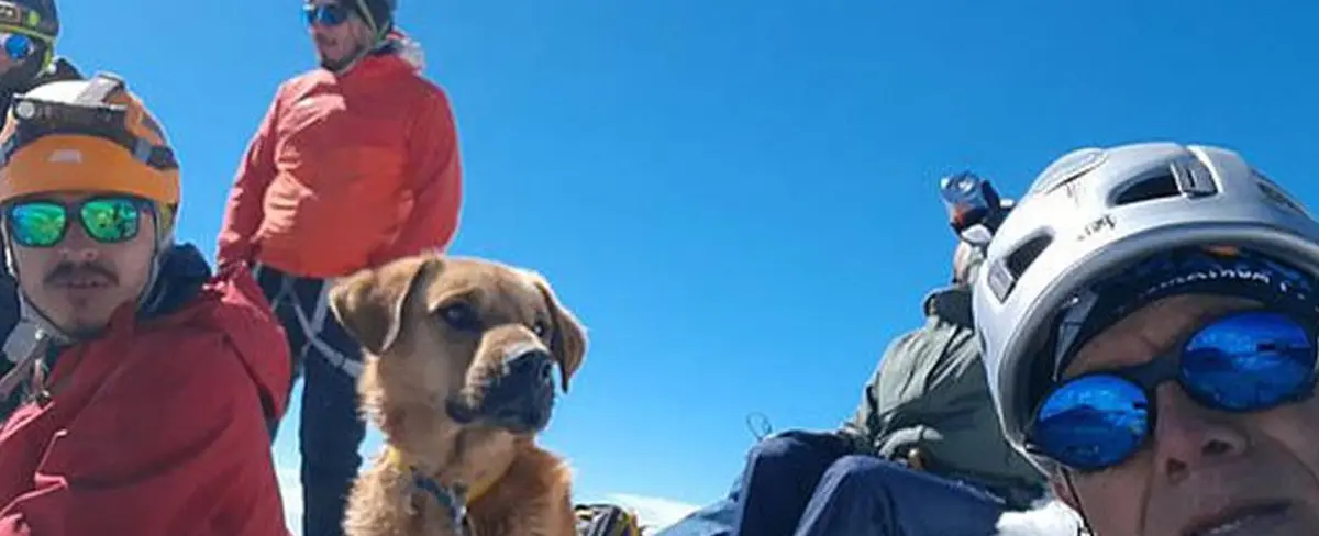 Rescatan a un perrito que sobrevivió un mes en una montaña de México
