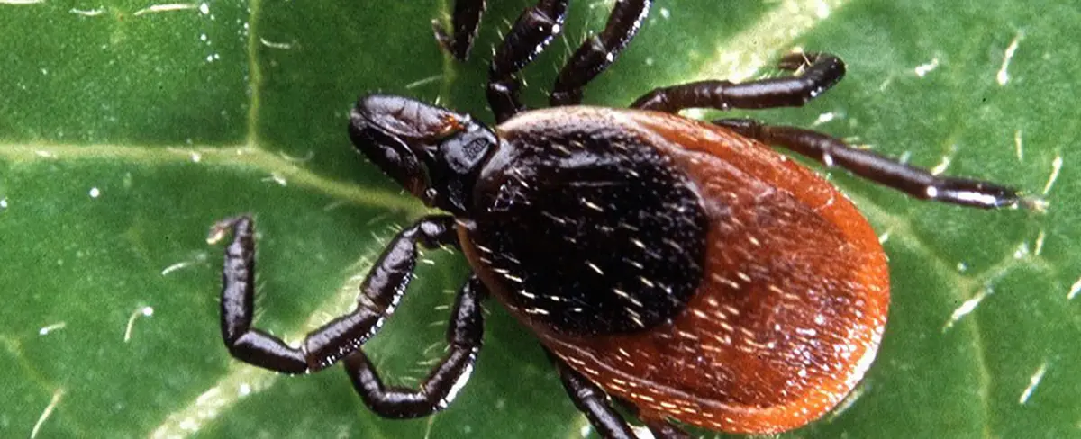 Nueva vacuna contra la enfermedad de Lyme probada exitosamente en conejillos de Indias podría aplicarse en humanos