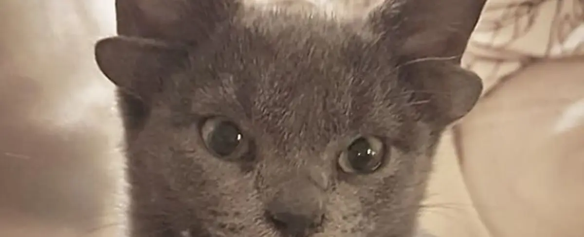 Una gatita con cuatro orejas encuentra hogar y conquista Instagram