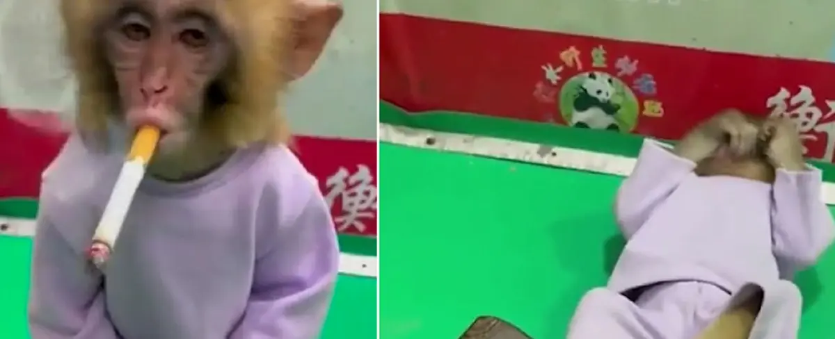 China: video de una cría de mono fumando causa indignación en las redes sociales