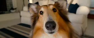 Un grupo de científicos descubre que los perros pueden “ver” con sus narices
