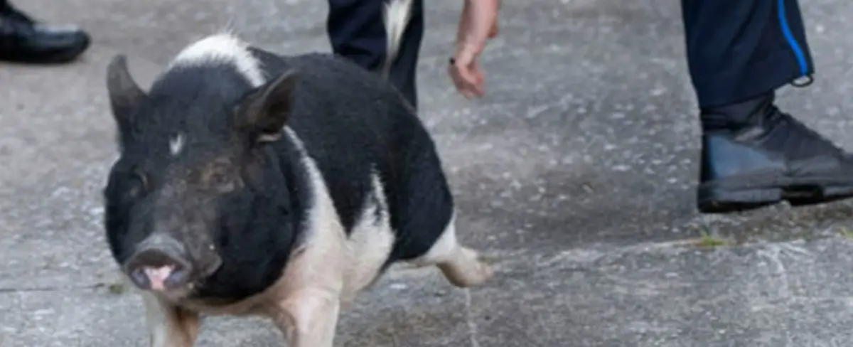 Cómica persecución policial de un cerdo se vuelve meme
