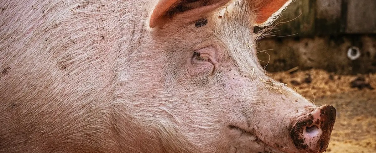 Una mujer brasileña compra un minicerdo, pero el animal termina creciendo
