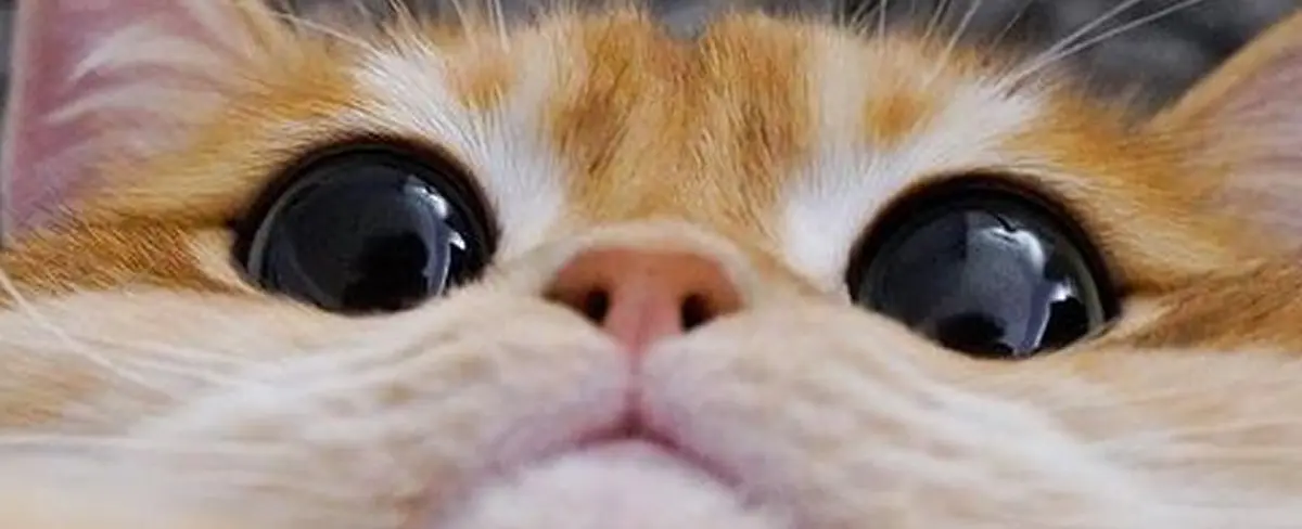 Don Pisco, el doble real del gato con botas de “Shrek”