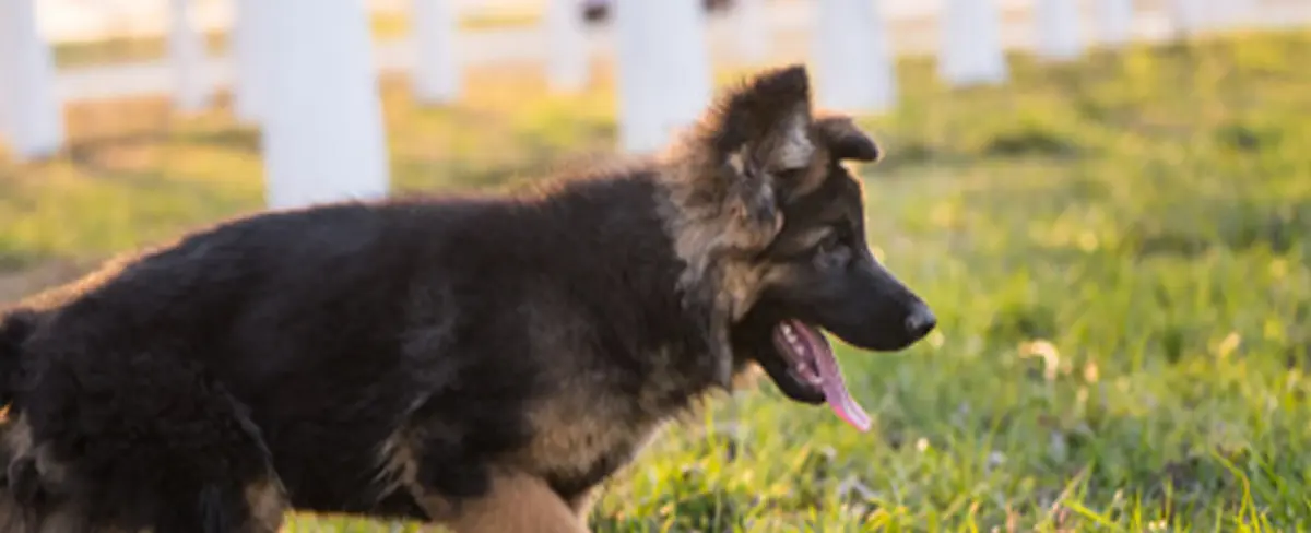 Rescatan a una cachorra que permaneció horas atrapada en una tubería